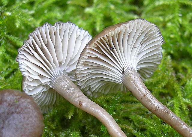 Camarophyllopsis atrovelutina  (Romagn.)  Argaud